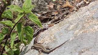 Lagartija roquera (Podarcis muralis).Sierra de Guadarrama.