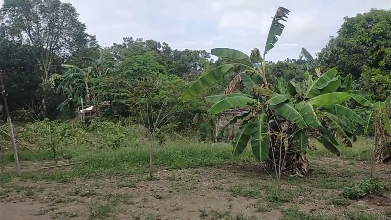 more or less 8000sqm fruit bearing san Vicente Magalang Pampanga 1.8M