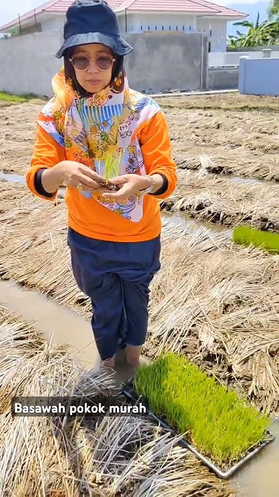 Basawah pokok murah