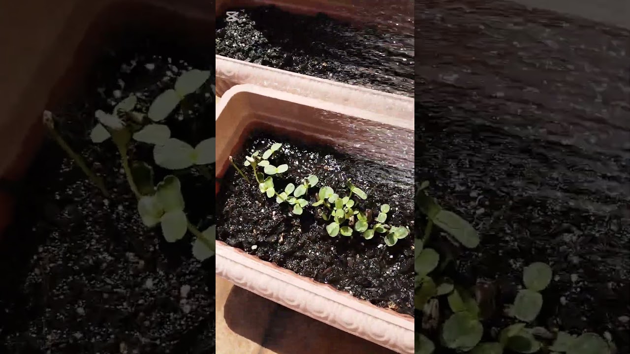 クイズ‼️何の種を植えたでしょう？ゼッタイみんな知ってるお花✨#種まき #発芽 #花 #クイズ #コメントしてね