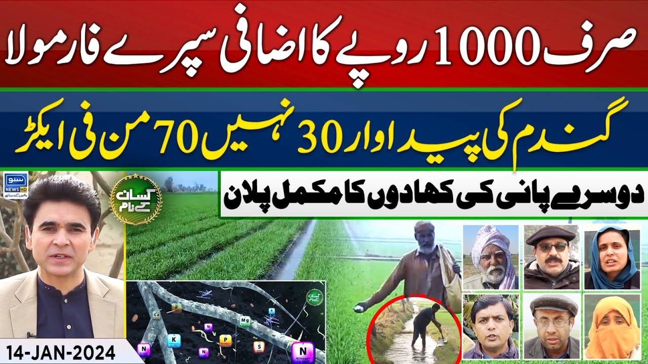Wheat 2nd irrigation fertilizer plan | Wheat foliar spray master formula | Kissan Kay Naam | EP 50