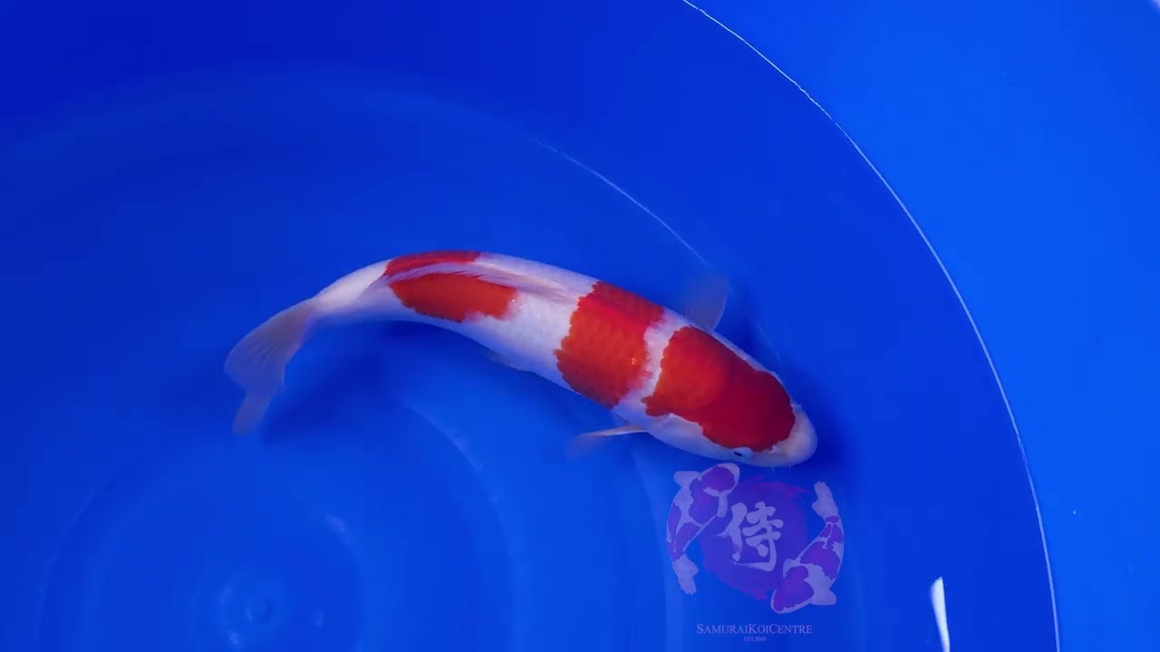 Kohakua ページ　TSC-13/CWB 13 MATSUE KOHAKU 39CM - YouTube