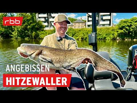 Spinnfischen auf Wels im Hochsommer mit Carsten Zeck | Angebissen #203 | Angelpodcast