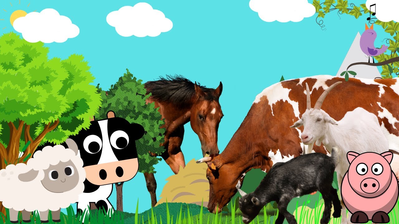 Animals sounds of farm: cow, chicken, duck sound.