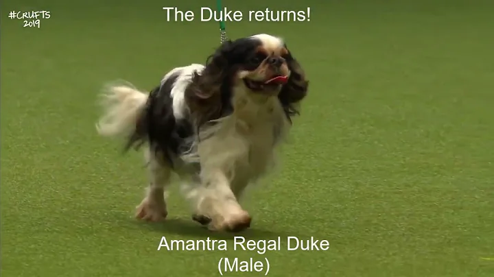 Best of Breed, Toy Group|KING CHARLES SPANIEL|