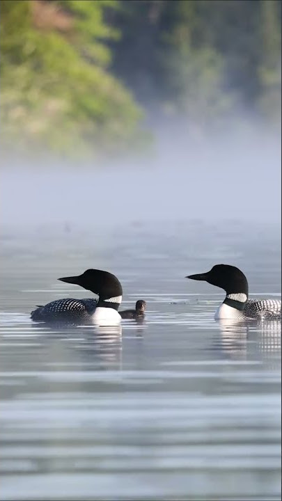 Common loons calling