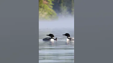 Common Loons Calling 