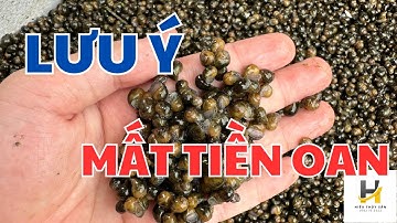 Ốc nhồi, Ốc bươu đen QUA ĐÔNG mùa vụ 2025