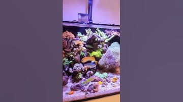 These Nano Reef Tanks ARE PERFECT