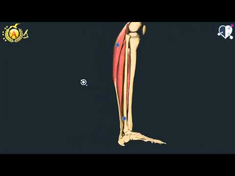 Video: Anatomia, Funzione E Funzione Dell'osso Di Fibula - Body Maps