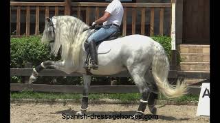 Beautiful baroque andalusian stallion for whole family
