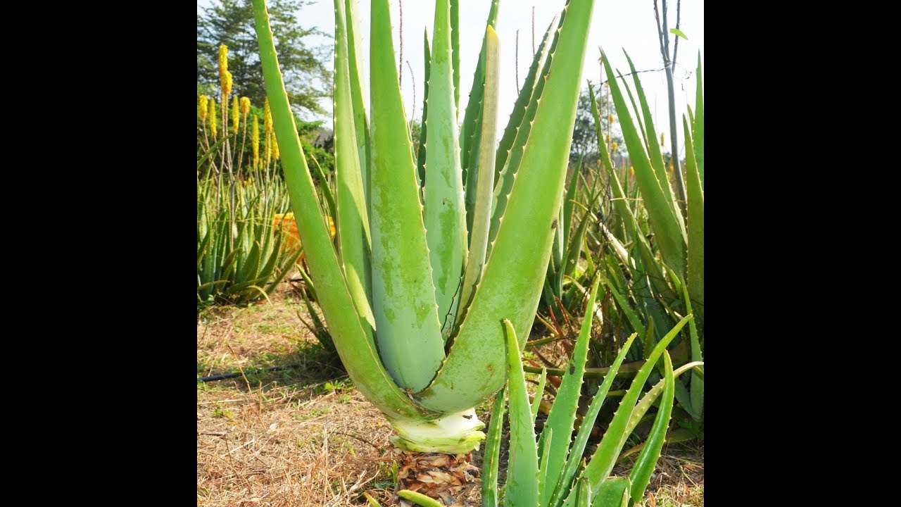 Aloe Vera Nin Bilinmeyen Sirlari Youtube Aloe Vera Plants Make It Yourself