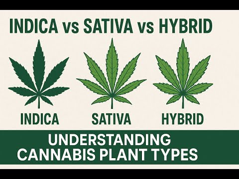 Indica vs Sativa vs Hybrid: Understanding Cannabis Plant Types (Educational Guide)