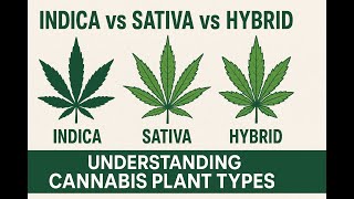Indica vs Sativa vs Hybrid: Understanding Cannabis Plant Types (Educational Guide)