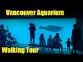 Vancouver aquarium  walking tour  full walkthrough 4k  2023