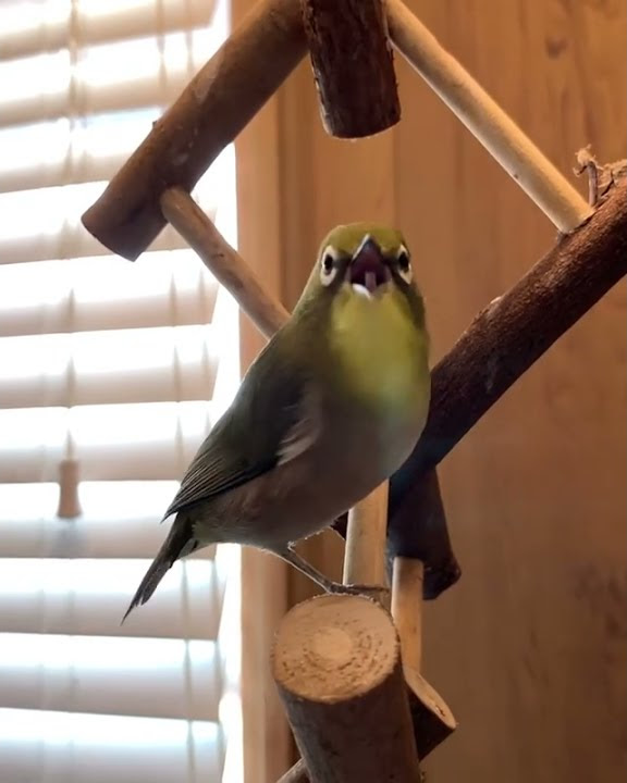 burung pleci pikat
