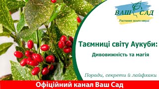 Таємниці світу Аукуби: Дивовижність та Магія. Ваш сад