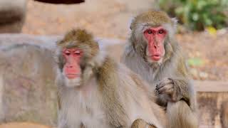 The Secret World of Monkeys: A 40-Year Discovery