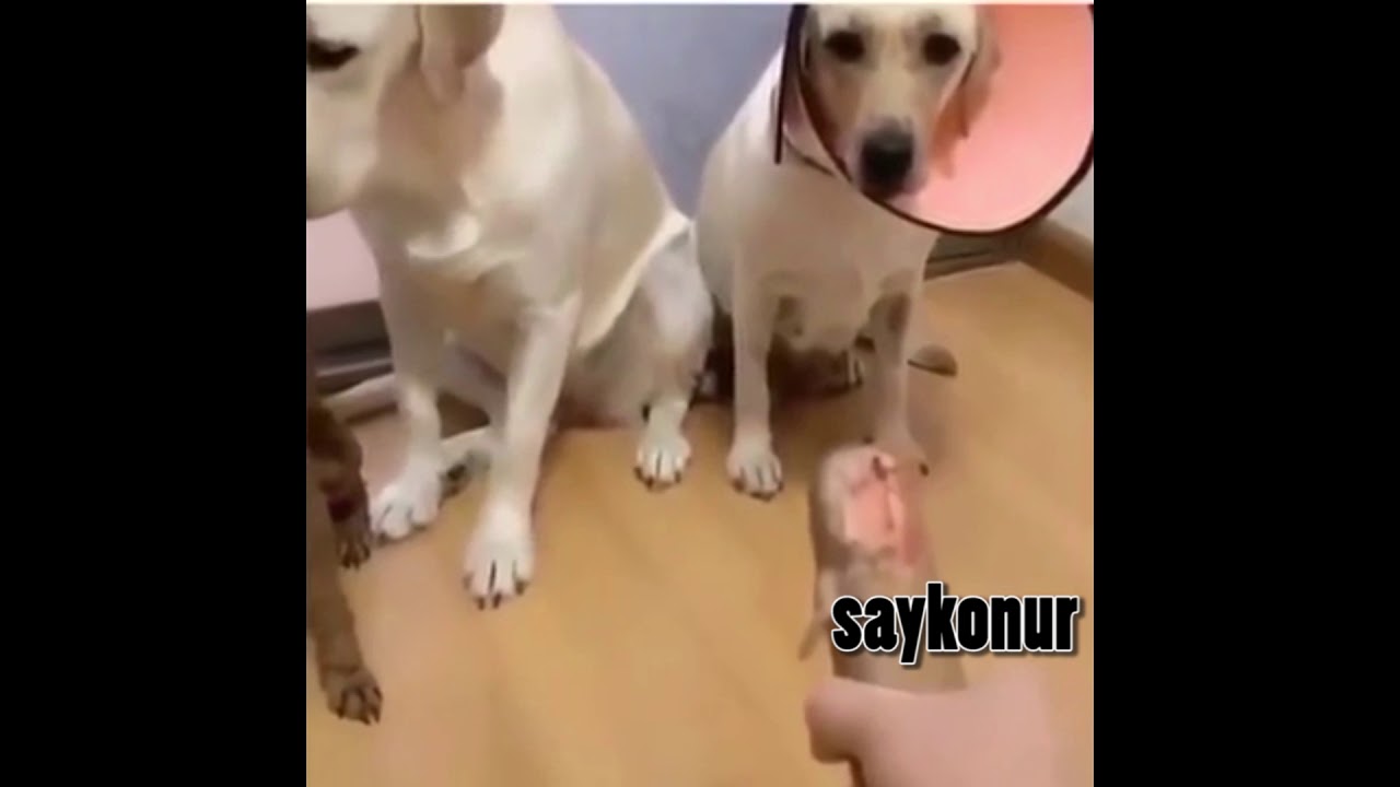 Ispiyoncu Kopekler Orjinali Youtube Labrador Retriever Dogs Animals