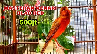 🔴KENARI BLACK RED 500JT || COCOK BUAT MASTERAN BURUNG KENARI ANDA.    #kicaumania #kenari #blackred