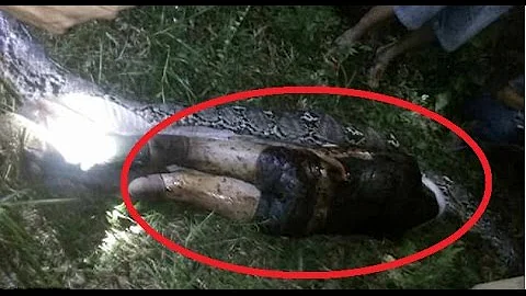 Python Eats man , found dead inside
