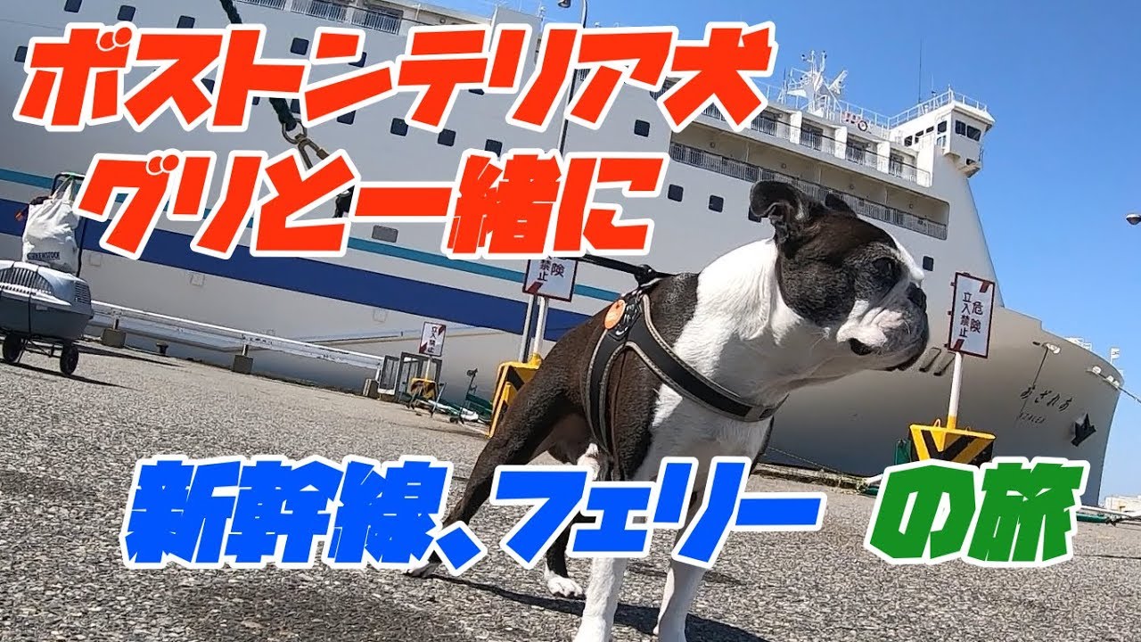 犬と一緒に移動する 東京 北海道 安心フェリーの旅 東京 新潟港 新幹線編 Youtube 犬と一緒に移動する 東京 北海道 安心フェリーの旅 東京 新潟港 新幹線編 Youtube