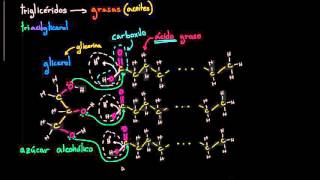 Molecular structure of triglycerides (fats) | Biology | Khan Academy
