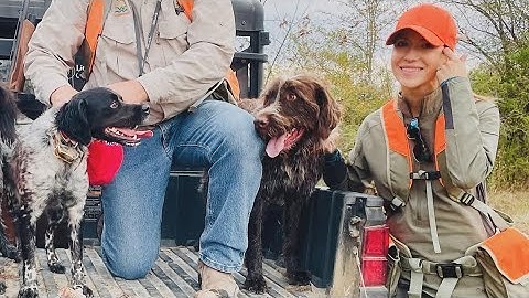 Quail hunting in Mississippi (QUAIL, PHEASANT) #wirehairedpointinggriffon #germanwirehairedpointer