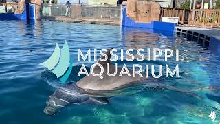 Mississippi Aquarium's Dolphin Encounter