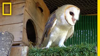 ジェブラとフム 換羽期の過ごし方 | ナショジオ