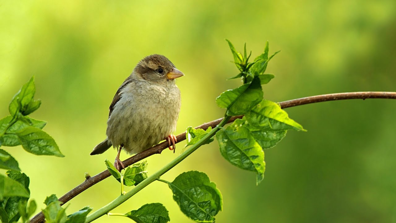 Relax 1 hour - warbler, sparrow geese can be heard. Relaxing birds ...