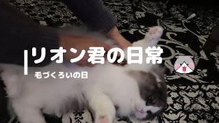 猫はブラッシングが好きなんでしょうか　【猫】