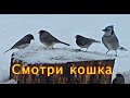 Голодные птицы! Птицы для кошек!