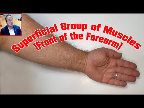 𝐇𝐨𝐰 𝐭𝐨 𝐢𝐝𝐞𝐧𝐭𝐢𝐟𝐲 𝐭𝐡𝐞 𝐬𝐮𝐩𝐞𝐫𝐟𝐢𝐜𝐢𝐚𝐥 𝐠𝐫𝐨𝐮𝐩 𝐨𝐟 𝐦𝐮𝐬𝐜𝐥𝐞𝐬 𝐨𝐟 𝐭𝐡𝐞 𝐟𝐫𝐨𝐧𝐭 𝐨𝐟 𝐭𝐡𝐞 𝐟𝐨𝐫𝐞𝐚𝐫𝐦 نموذج تعليمي