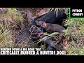 Hunting A Big Boar Hog That Critically Injured Another Hunters Dog