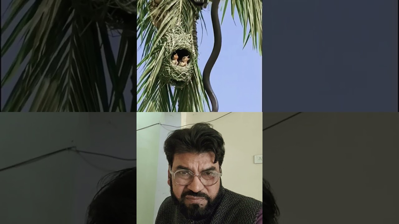 music #love #animalsMaktoub (Edit): Mehdi Mouelhi & ArabellaWAKTOUE