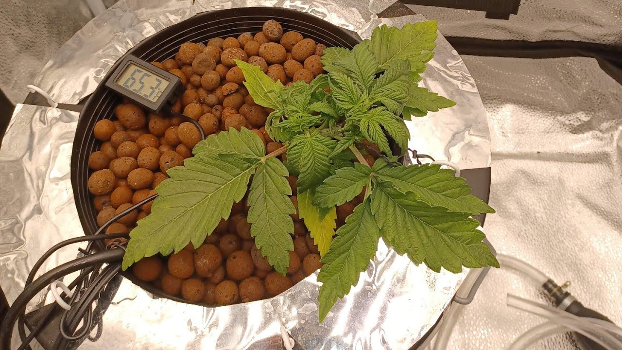 Starting week 3 Spiderfarmer powerhouse SE3000 setup  AMS Pineapple express auto  medical cannabis