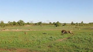 Male lion chases wildebeest calf into his pride