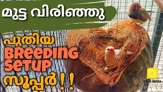 Finches ന്റെ മുട്ട വിരിഞ്ഞു.😄Breeding സെറ്റപ്പ് ഇങ്ങിനെ ചെയ്‌താൽ പെട്ടെന്ന് Result കിട്ടും|R&B Media