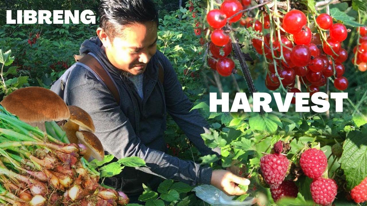 LIBRENG HARVEST WILD BERRIES, KABUTE AT SIBUYAS. Foraging.