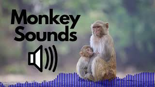 Monkey Sound Effects (Screeching / Squeaking) | No Copyright | Free Wealth