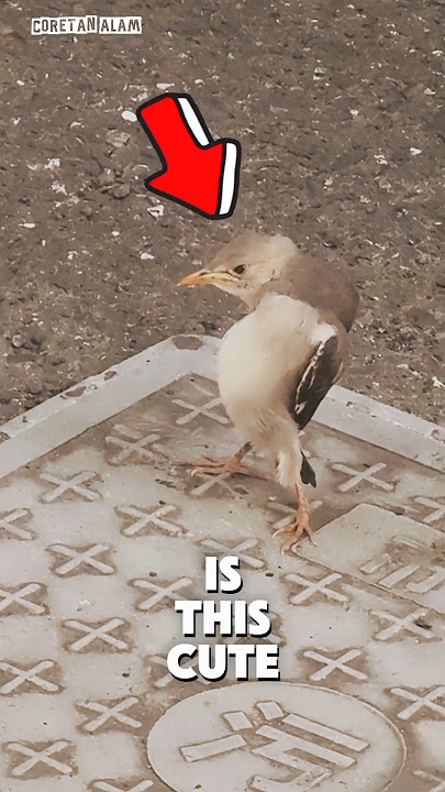 A bird with style #shorts