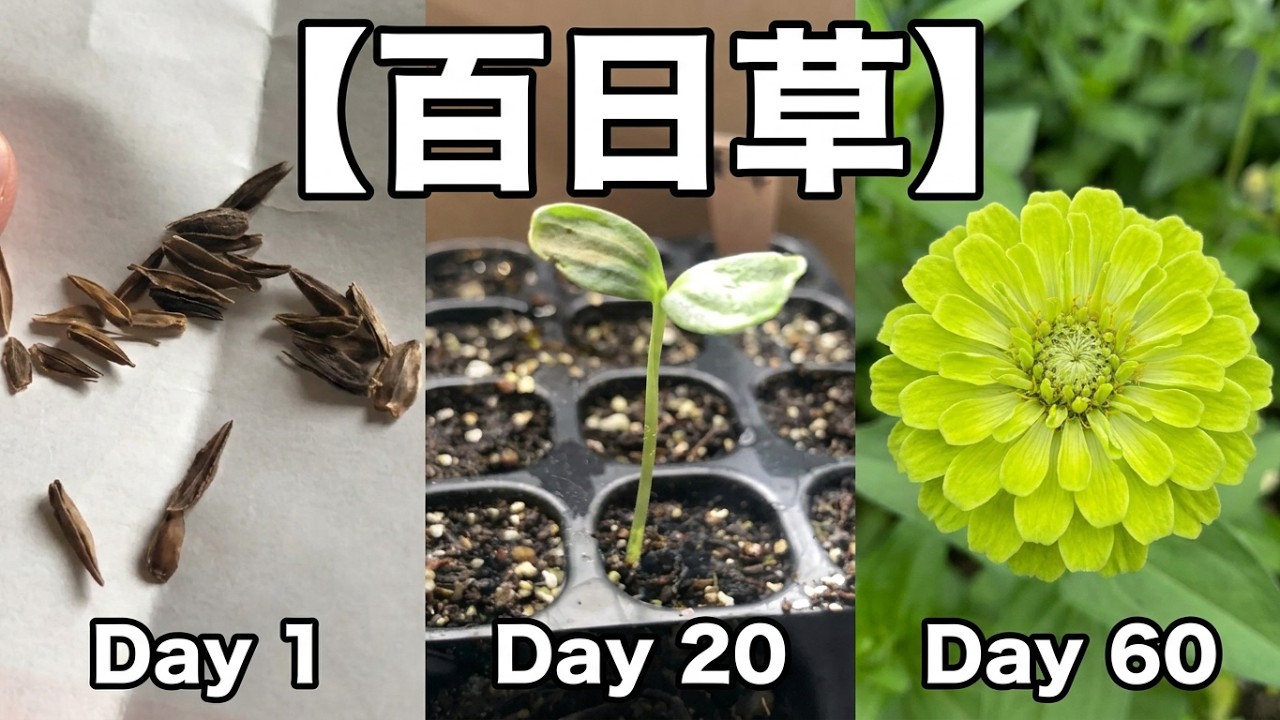 爽やかなグリーンの花色【百日草】（ジニア）種まき～ポット上げ