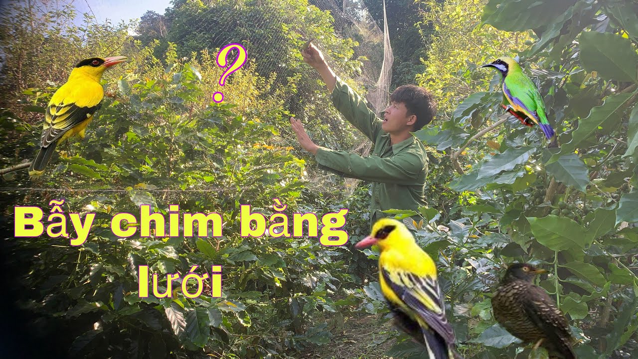 Bẫy Chim Hút Mật ,Chim Khuyên Bằng Lưới Tàn Hình Cực Chất  . Bẫy Chim Khuyên Bằng Lưới | Duy Tôm Tv