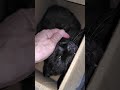 こんななりました⁉️コモモ❕️ #cat #元気になる動画 #ネコ #元気お届け #好きな子猫 #保護猫 #cute #猫のいる暮らし
