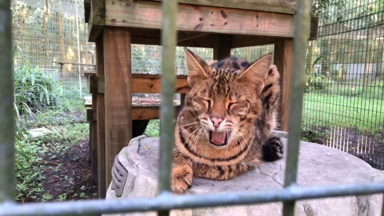 serval cat mix Q&A w/ Brittany 09032018