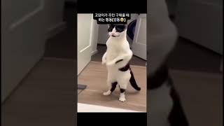 #웃긴밈 #웃긴짤 #짤 #고양이짤 #귀여운고양이 #고양이밈 #catmeme #babycat #cat