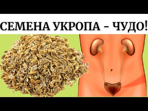 ЧУДО СЕМЕНА ИЗБАВЯТ ОТ ЛЮБЫХ БОЛЕЗНЕЙ! Всего одна ложка СЕМЯН УКРОПА и долой болезни