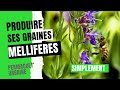 Comment rcuprer simplement  les graines dhysope plante mellifre et officinale 