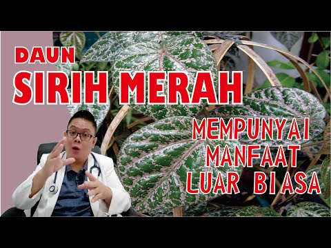 Video: Penyakit Daun Cherry Rasp – Mengenali Gejala Daun Cherry Rasp